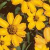 Zinnia 'Star Gold', flowers