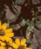 Zinnia 'Star Gold', flowers