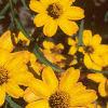 Zinnia 'Star Gold', flowers