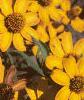 Zinnia 'Star Gold', flowers