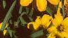 Zinnia 'Star Gold', flowers