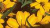 Zinnia 'Star Gold', flowers