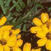 Zinnia 'Star Gold', flowers