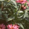 Zinnia 'Salmon Pinwheel', habit