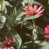 Zinnia 'Salmon Pinwheel', habit
