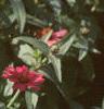 Zinnia 'Salmon Pinwheel', habit