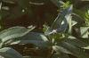 Zinnia 'Salmon Pinwheel', habit