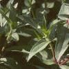 Zinnia 'Salmon Pinwheel', habit