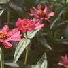 Zinnia 'Salmon Pinwheel', habit