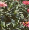 Zinnia 'Salmon Pinwheel', habit