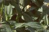 Zinnia 'Salmon Pinwheel', habit