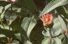 Zinnia 'Salmon Pinwheel', habit