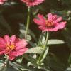 Zinnia 'Salmon Pinwheel', habit