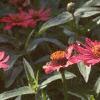 Zinnia 'Salmon Pinwheel', habit