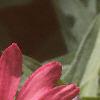 Zinnia 'Salmon Pinwheel', flowers
