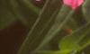 Zinnia 'Salmon Pinwheel', flowers