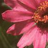 Zinnia 'Salmon Pinwheel', flowers