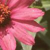 Zinnia 'Salmon Pinwheel', flowers