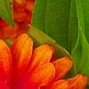 Zinnia 'Swizzle Scarlet & Yellow', flowers