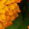 Zinnia 'Swizzle Scarlet & Yellow', flowers