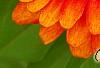 Zinnia 'Swizzle Scarlet & Yellow', flowers