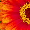 Zinnia 'Swizzle Scarlet & Yellow', flowers
