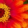 Zinnia 'Swizzle Scarlet & Yellow', flowers