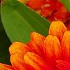 Zinnia 'Swizzle Scarlet & Yellow', flowers