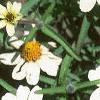 Zinnia 'Star White', flowers