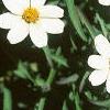 Zinnia 'Star White', flowers
