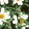 Zinnia 'Star White', flowers