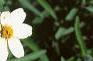 Zinnia 'Star White', flowers