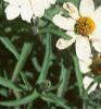 Zinnia 'Star White', flowers