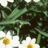 Zinnia 'Star White', flowers