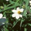 Zinnia 'Star White', flowers