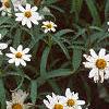 Zinnia 'Tropical Snow', habit