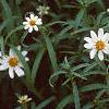 Zinnia 'Tropical Snow', habit