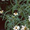 Zinnia 'Tropical Snow', habit