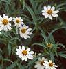 Zinnia 'Tropical Snow', habit