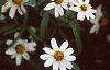 Zinnia 'Tropical Snow', habit