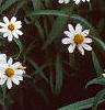 Zinnia 'Tropical Snow', habit