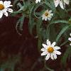 Zinnia 'Tropical Snow', habit