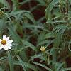 Zinnia 'Tropical Snow', habit