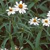 Zinnia 'Tropical Snow', habit