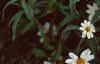 Zinnia 'Tropical Snow', habit