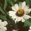 Zinnia 'White Pinwheel', flowers