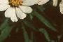 Zinnia 'White Pinwheel', flowers