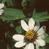 Zinnia 'White Pinwheel', flowers