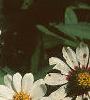 Zinnia 'White Pinwheel', flowers