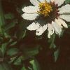 Zinnia 'White Pinwheel', flowers